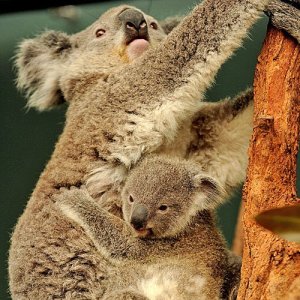 569-4-koala-con-su-cria-trepa-a-los-arboles