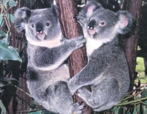 koalas-asutralianos